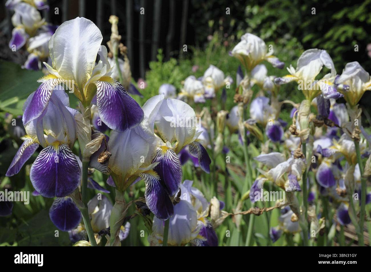 Gruppe von Irisblumen in lila und weiß im Garten, Borken, westfalen, münsterland, deutschland Stockfoto