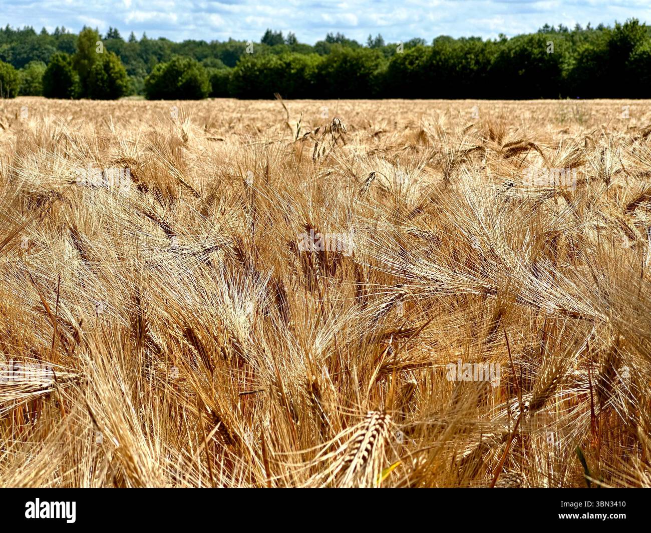 Ein Weizenfeld in Norddeutschland - Smartphone-aufgenommenes Stockfoto