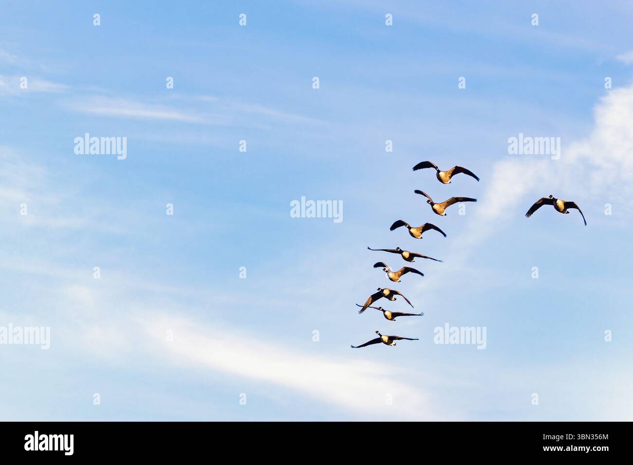 Eine Schar Kanadiengänse, die am blauen Himmel fliegen Stockfoto
