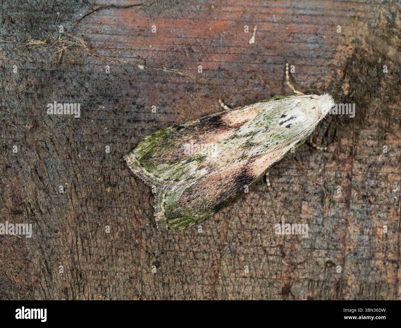 Erwachsene männliche Bienenmotte, Aphomia sociella, ein britischer Mikromotten- und Gartenbesucher Stockfoto