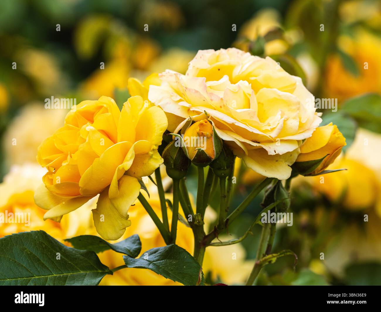 Cremefarbene Blumen der Rose des Jahres 2010, Rosa „absolut fabelhaft“ Stockfoto