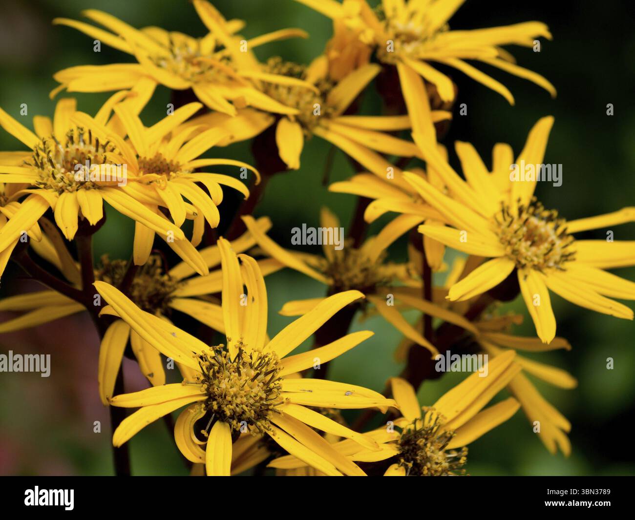 Gruppe von gelben Blumen in einer natürlichen Umgebung, Borken, westfalen, münsterland, deutschland Stockfoto