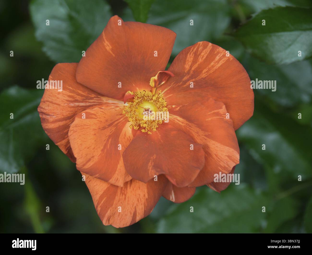 Leuchtend orange Blüte mit zarter Blütenstruktur umgeben von grünen Blättern, Borken, münsterland, Deutschland, Europa Stockfoto