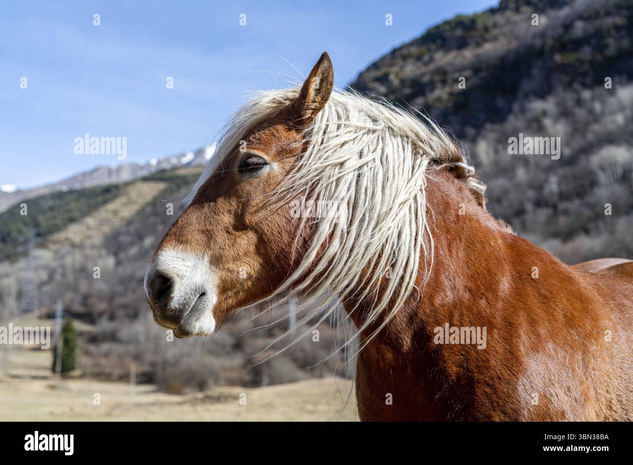 Pyrenäenpferd, das an einem sonnigen Tag im Freien weidet. Stockfoto