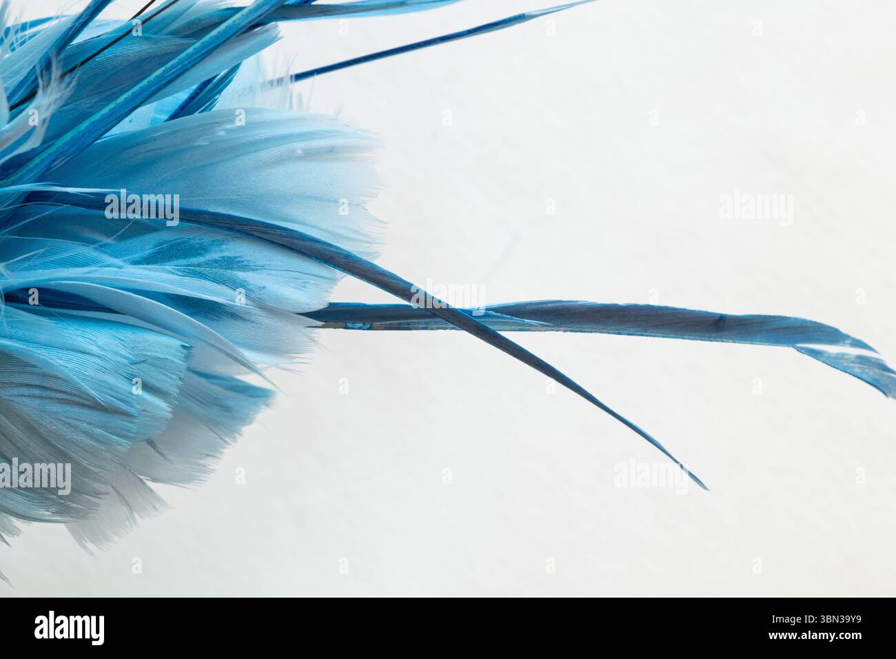 Blaue Federn Nahaufnahme auf weißem Hintergrund, Federstruktur und Struktur für Design und Hintergrund Stockfoto
