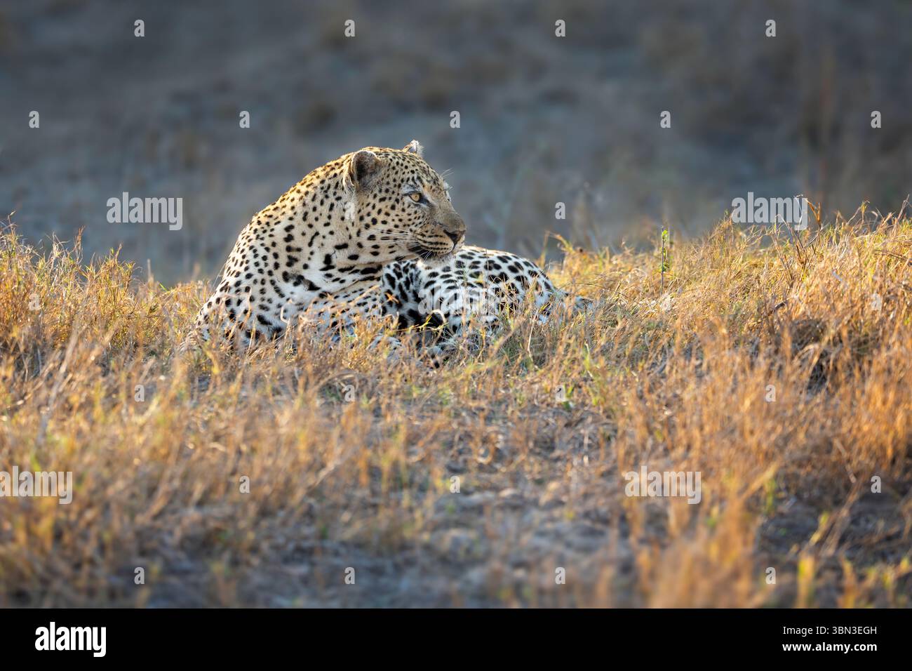 Ein schöner großer Leopard, der die ersten Sonnenstrahlen am Morgen entlang des Sands River, Mala Mala, Great Krugerpark, Südafrika genießt Stockfoto