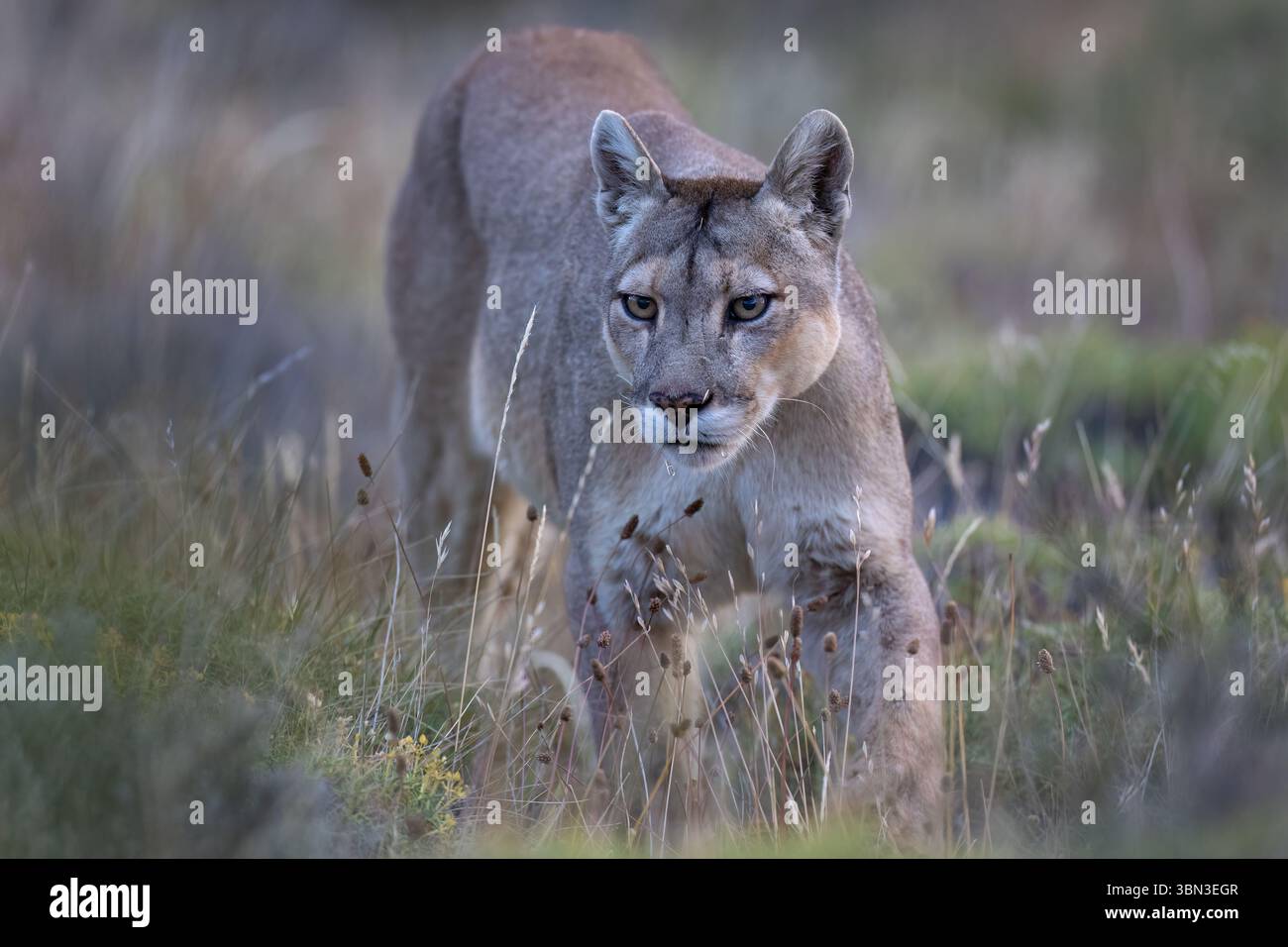Porträt – ein puma schaut nach oben und geht auf den Fotografen zu. Intensiver Augenkontakt, Torres del Paine, Chile, Südamerika Stockfoto