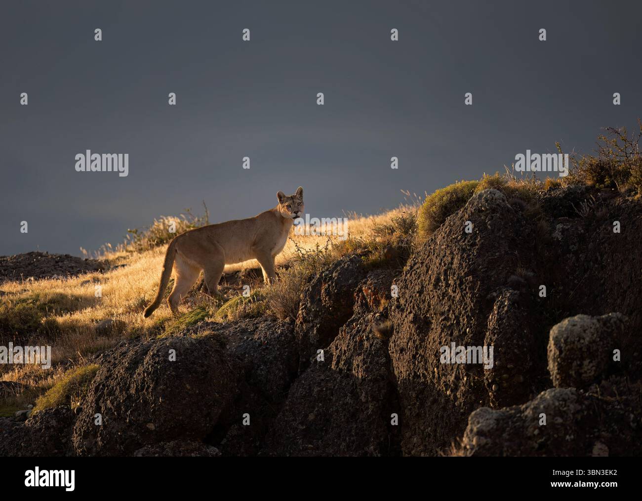 Porträt - ein einzelner puma steht still und schaut in die Kamera, wunderbarer Hintergrund, Torres del Paine, Chile, Südamerika Stockfoto