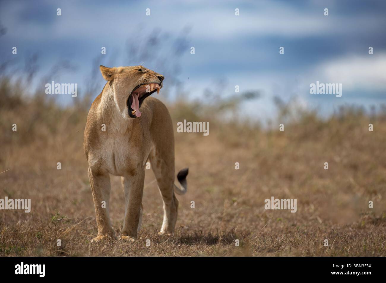 Eine schöne junge Löwin öffnet ihren Mund und gähnt sehr intensiv - Grimasse, Masai Mara, Kenia, Afrika Stockfoto