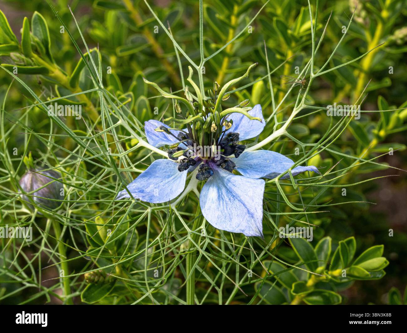 Eine Nahaufnahme einer einzigen blassblauen Blume von Nigella damascena gegen ihr grünes, gefiedertes Laub Stockfoto