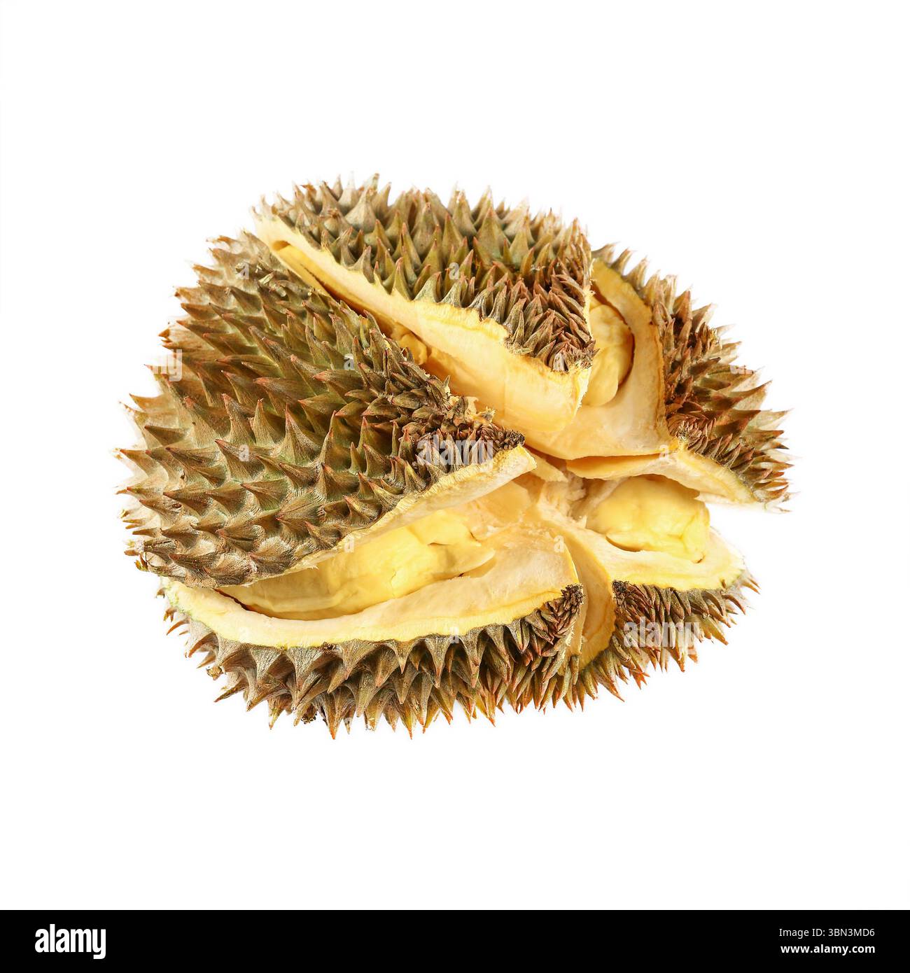 Es ist ein offenes reifes Durian, isoliert auf weiß. Stockfoto