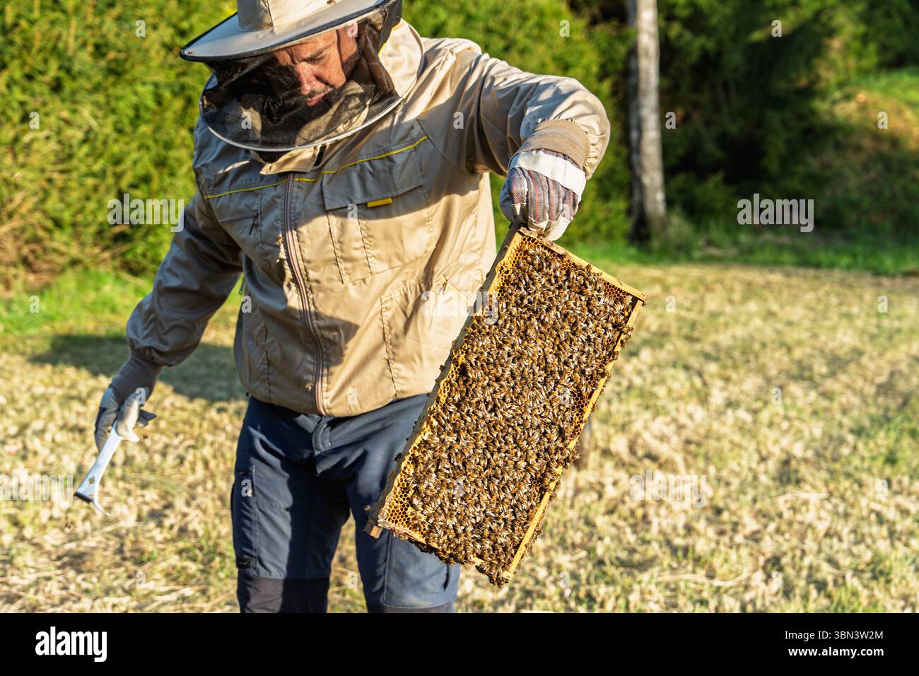 Imker inspiziert den Wabenrahmen mit Bienen in einer Apiary-Umgebung im Freien Stockfoto