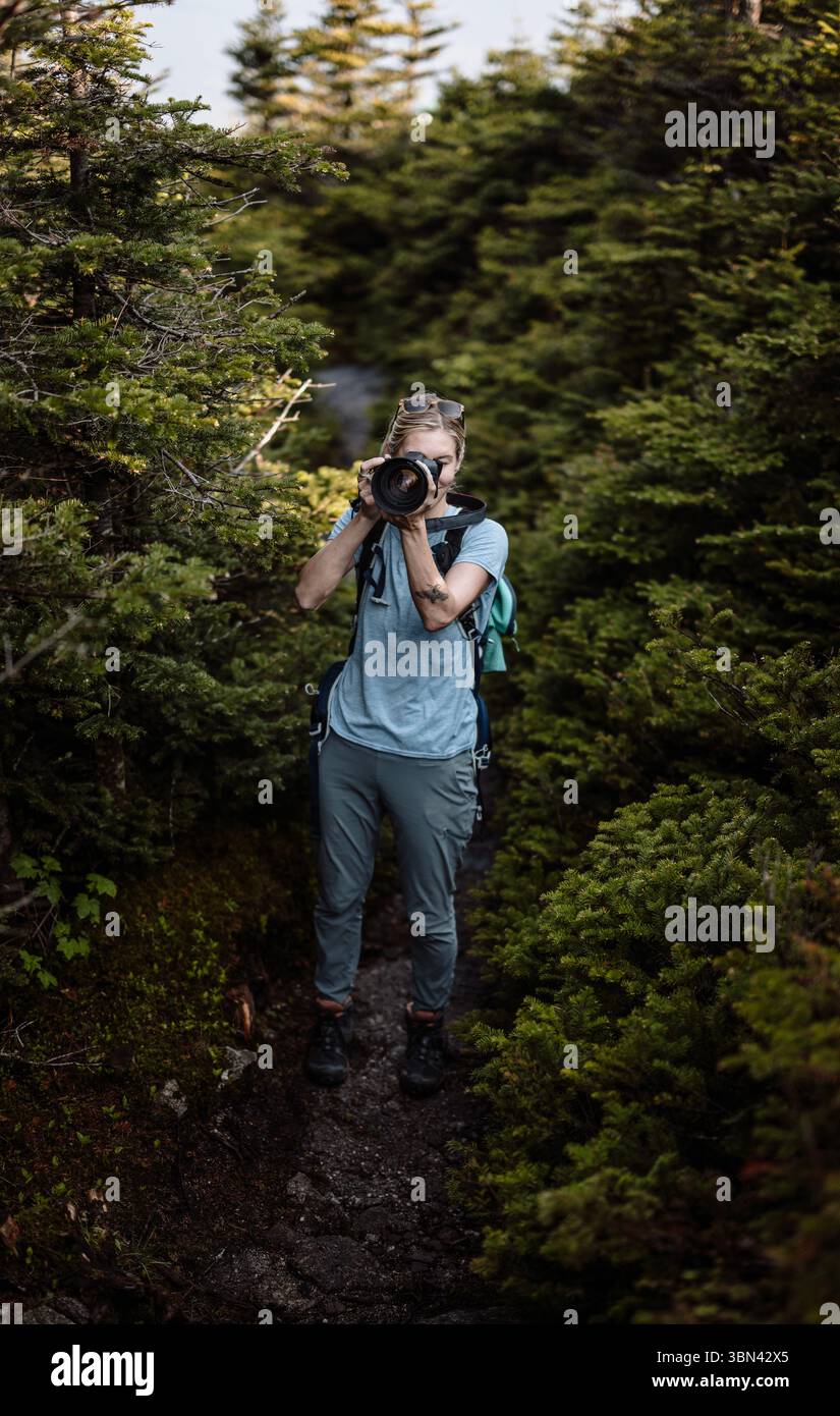Eine Frau, die im dichten immergrünen Wald wandert, macht ein Foto, Maine Stockfoto