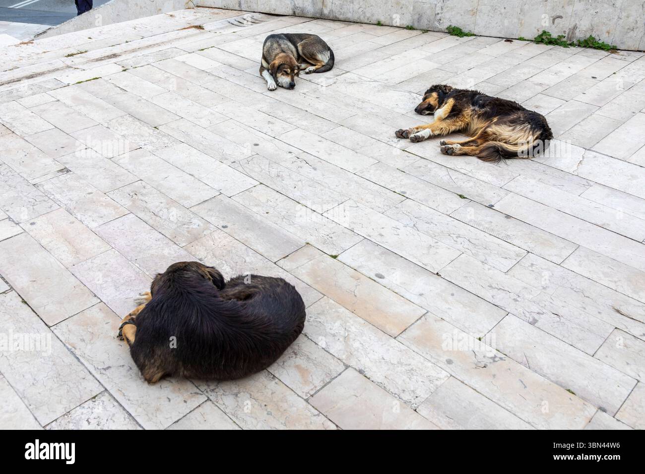 Albanien, streunende Hunde schlafen auf dem Bürgersteig Stockfoto