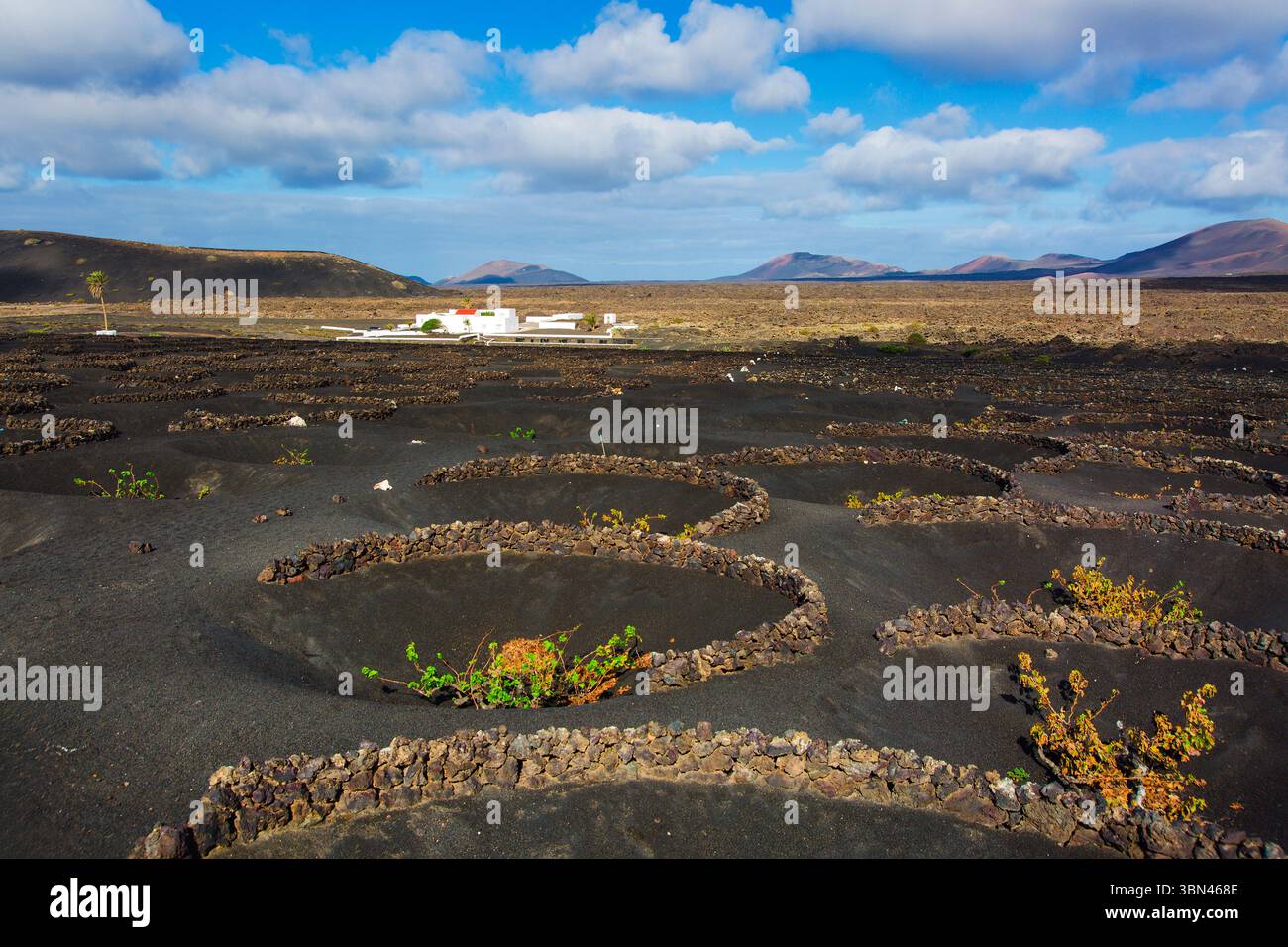 Spanien, Kanarische Inseln, Lanzarote, La Geria, Weinbau Stockfoto