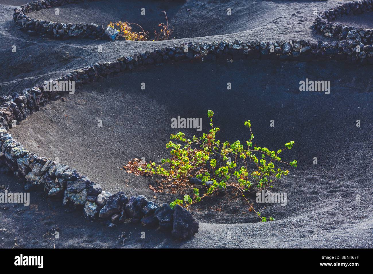 Spanien, Kanarische Inseln, Lanzarote, La Geria, Weinbau Stockfoto