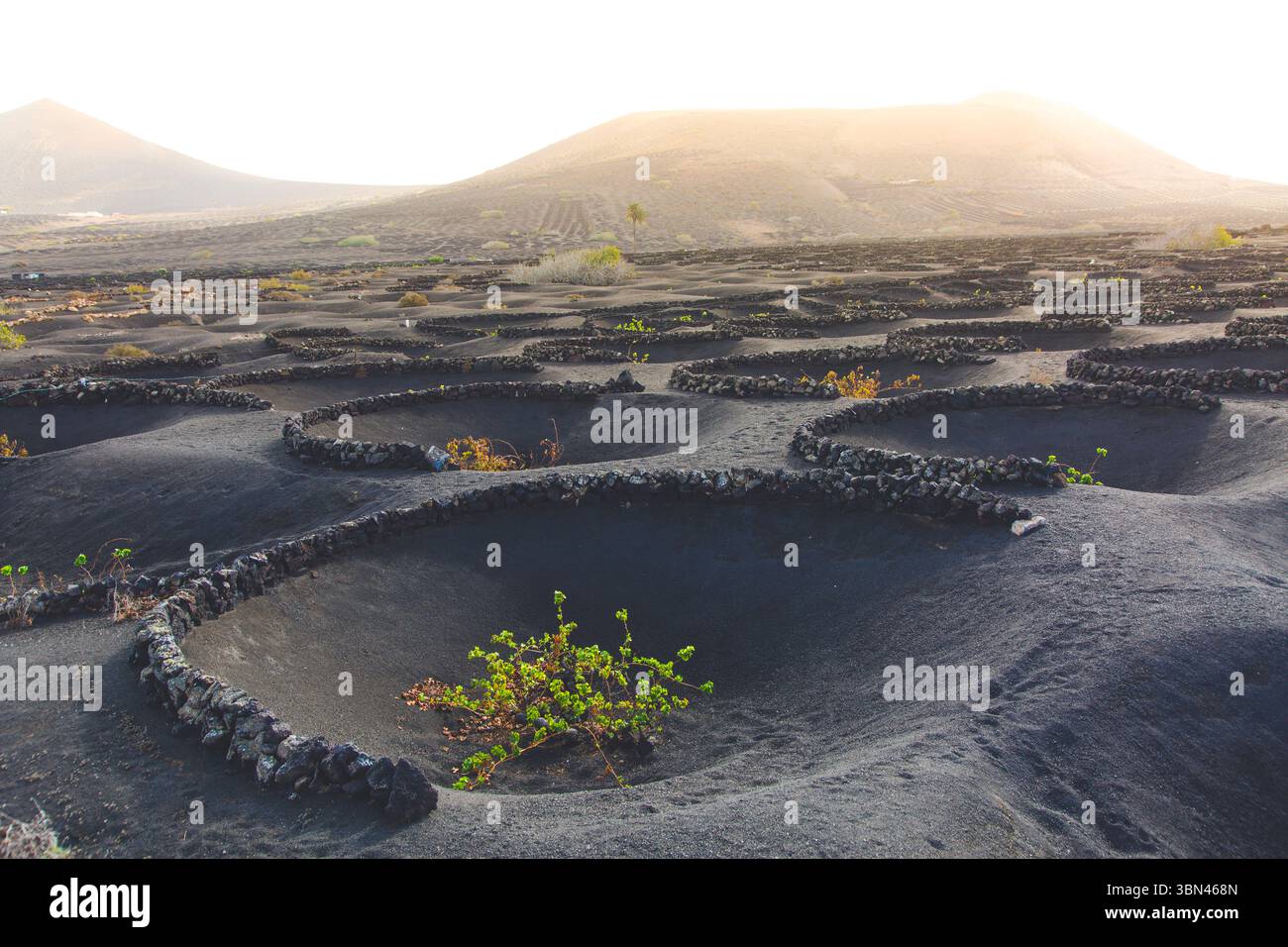 Spanien, Kanarische Inseln, Lanzarote, La Geria, Weinbau Stockfoto
