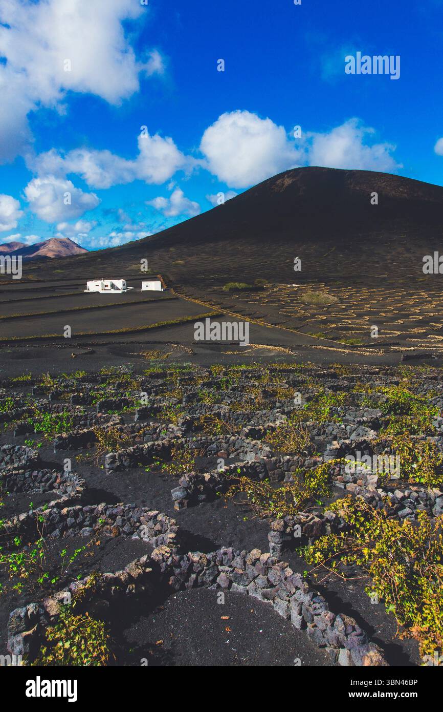Spanien, Kanarische Inseln, Lanzarote, La Geria, Weinbau Stockfoto