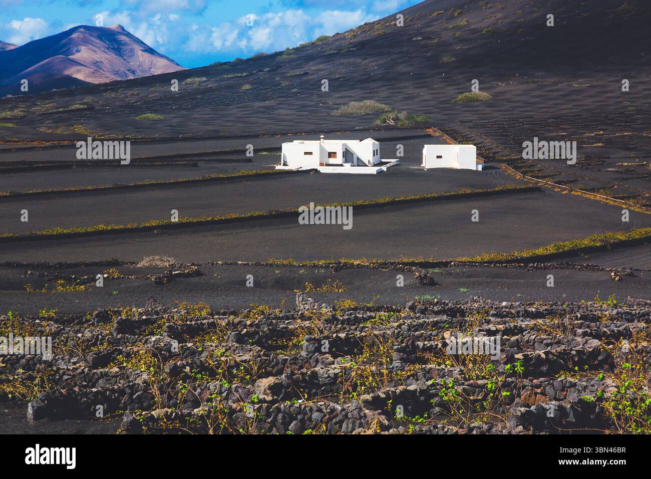 Spanien, Kanarische Inseln, Lanzarote, La Geria, Weinbau Stockfoto