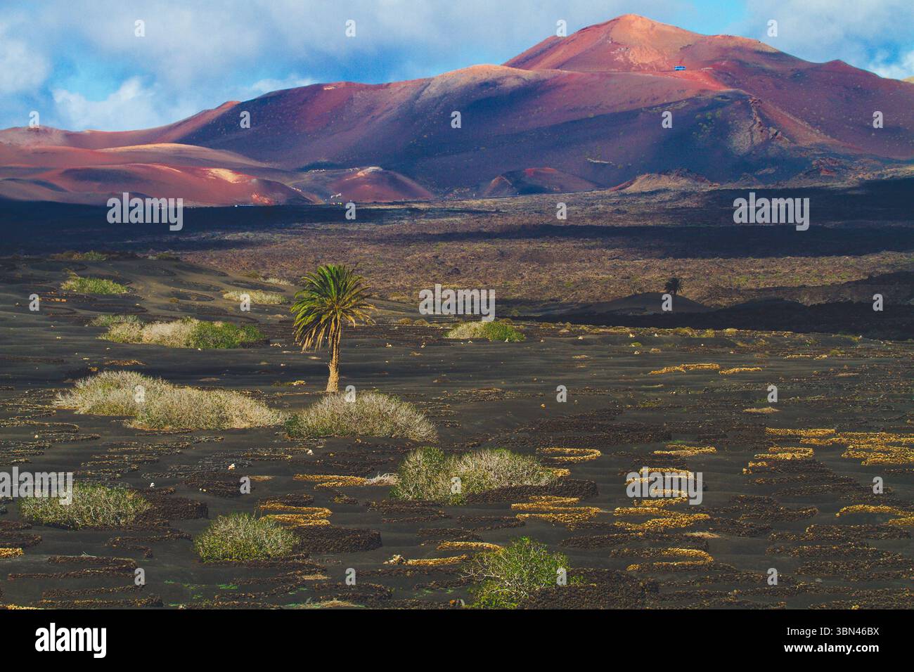 Spanien, Kanarische Inseln, Lanzarote, La Geria, Weinbau Stockfoto