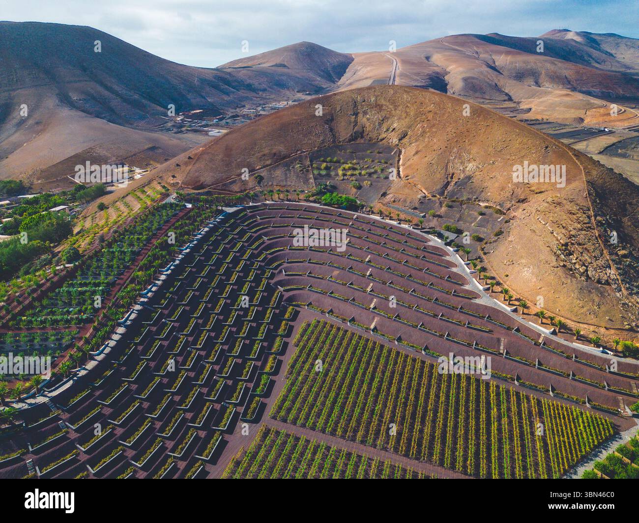 Spanien, Kanarische Inseln, Lanzarote, La Geria, Weinbau Stockfoto