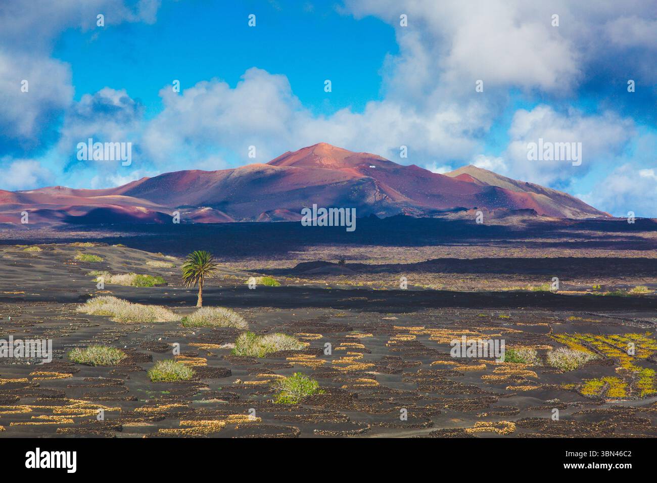 Spanien, Kanarische Inseln, Lanzarote, La Geria, Weinbau Stockfoto