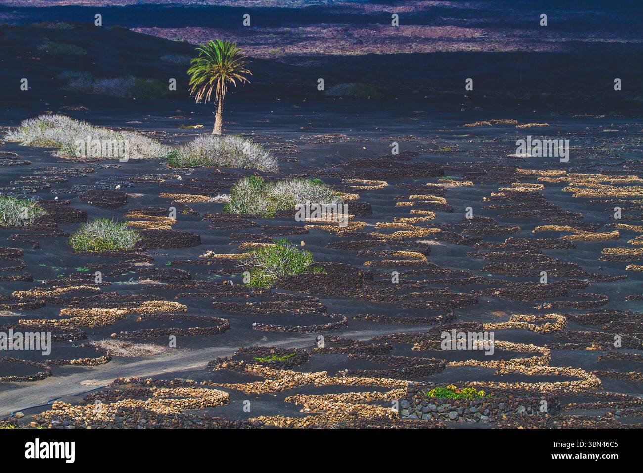 Spanien, Kanarische Inseln, Lanzarote, La Geria, Weinbau Stockfoto