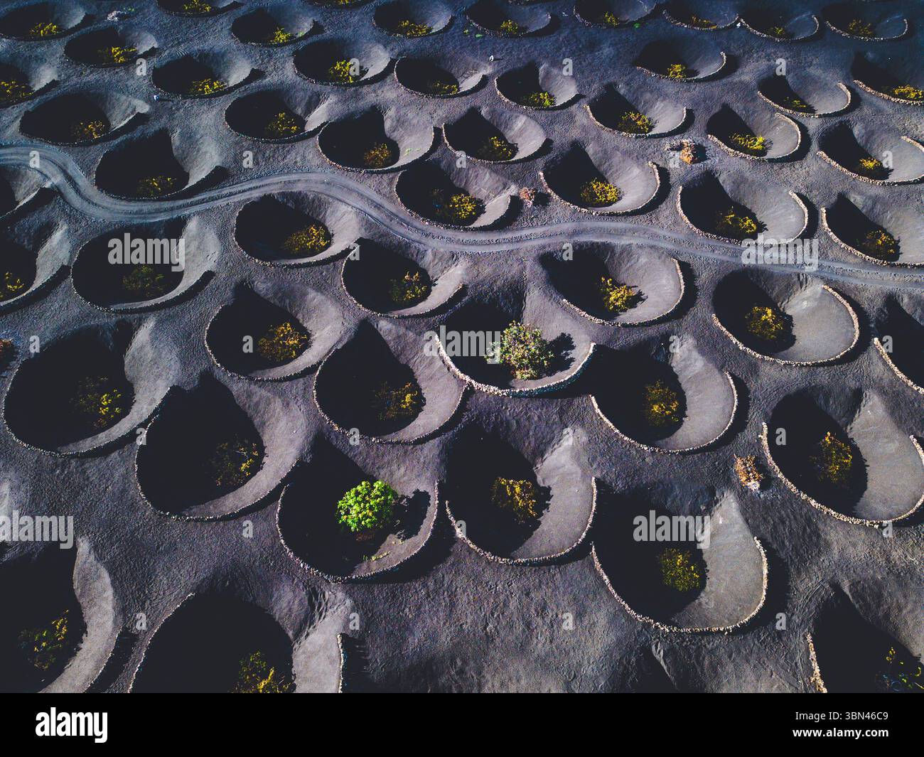 Spanien, Kanarische Inseln, Lanzarote, La Geria, Weinbau Stockfoto