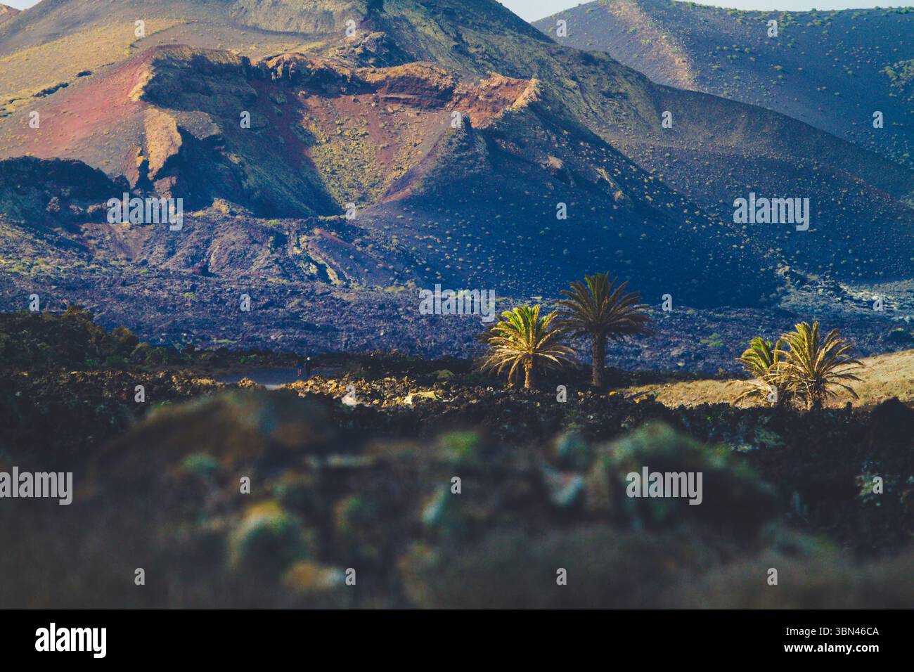 Spanien, Kanarische Inseln, Lanzarote, La Geria, Weinbau Stockfoto