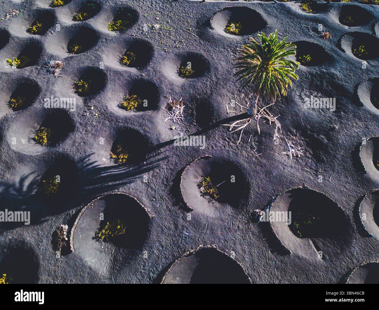 Spanien, Kanarische Inseln, Lanzarote, La Geria, Weinbau Stockfoto