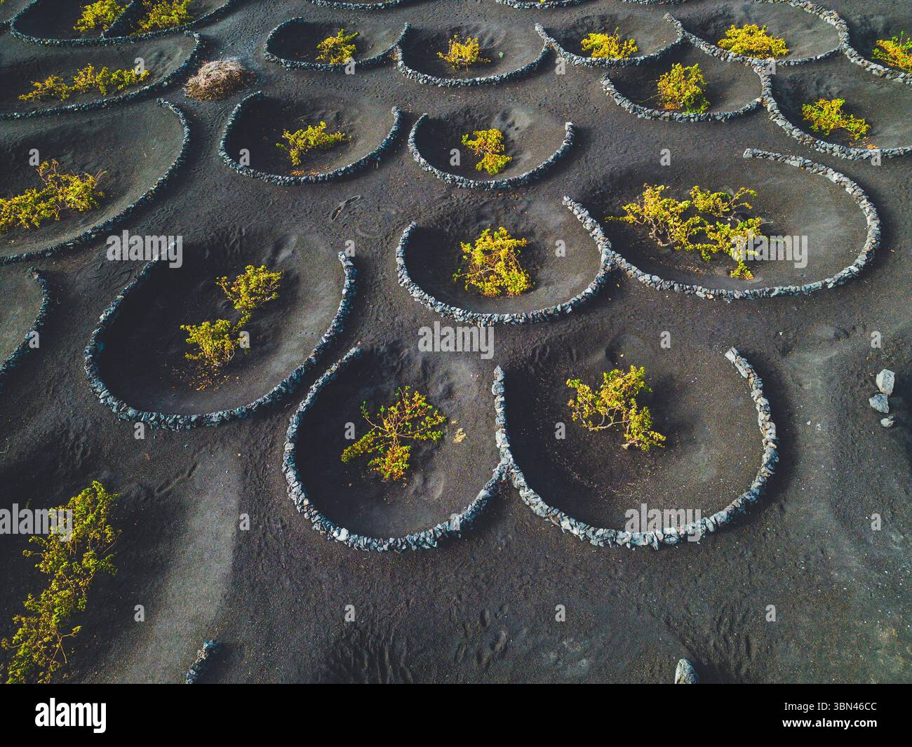 Spanien, Kanarische Inseln, Lanzarote, La Geria, Weinbau Stockfoto