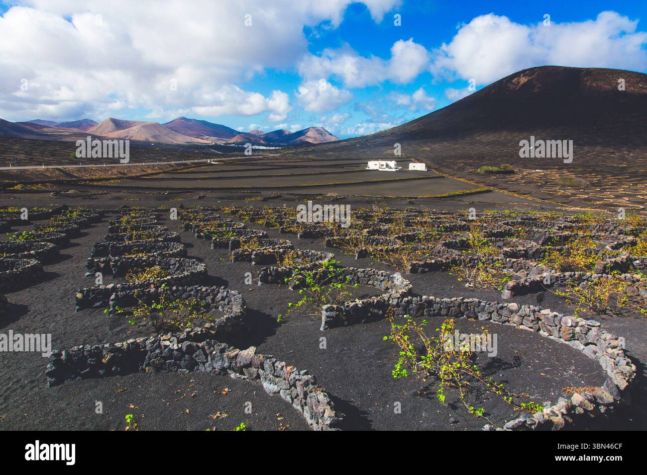 Spanien, Kanarische Inseln, Lanzarote, La Geria, Weinbau Stockfoto
