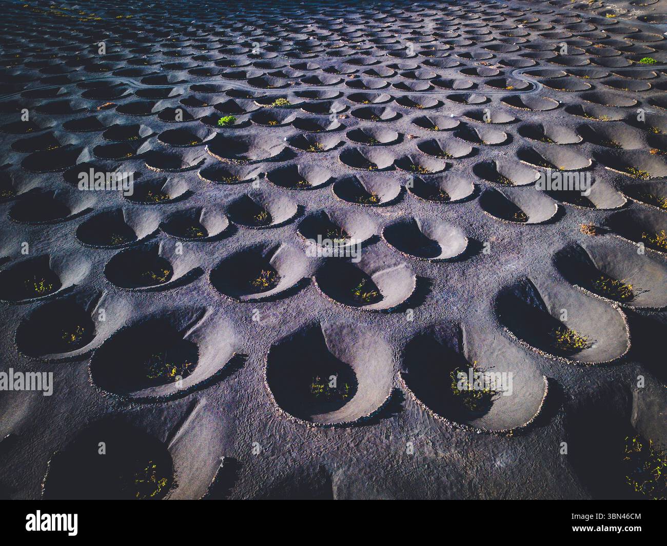 Spanien, Kanarische Inseln, Lanzarote, La Geria, Weinbau Stockfoto