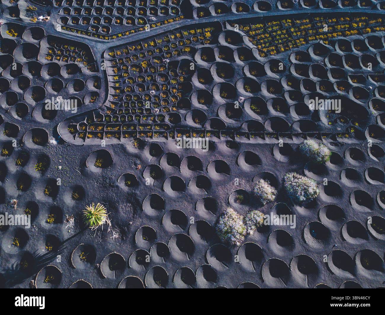 Spanien, Kanarische Inseln, Lanzarote, La Geria, Weinbau Stockfoto