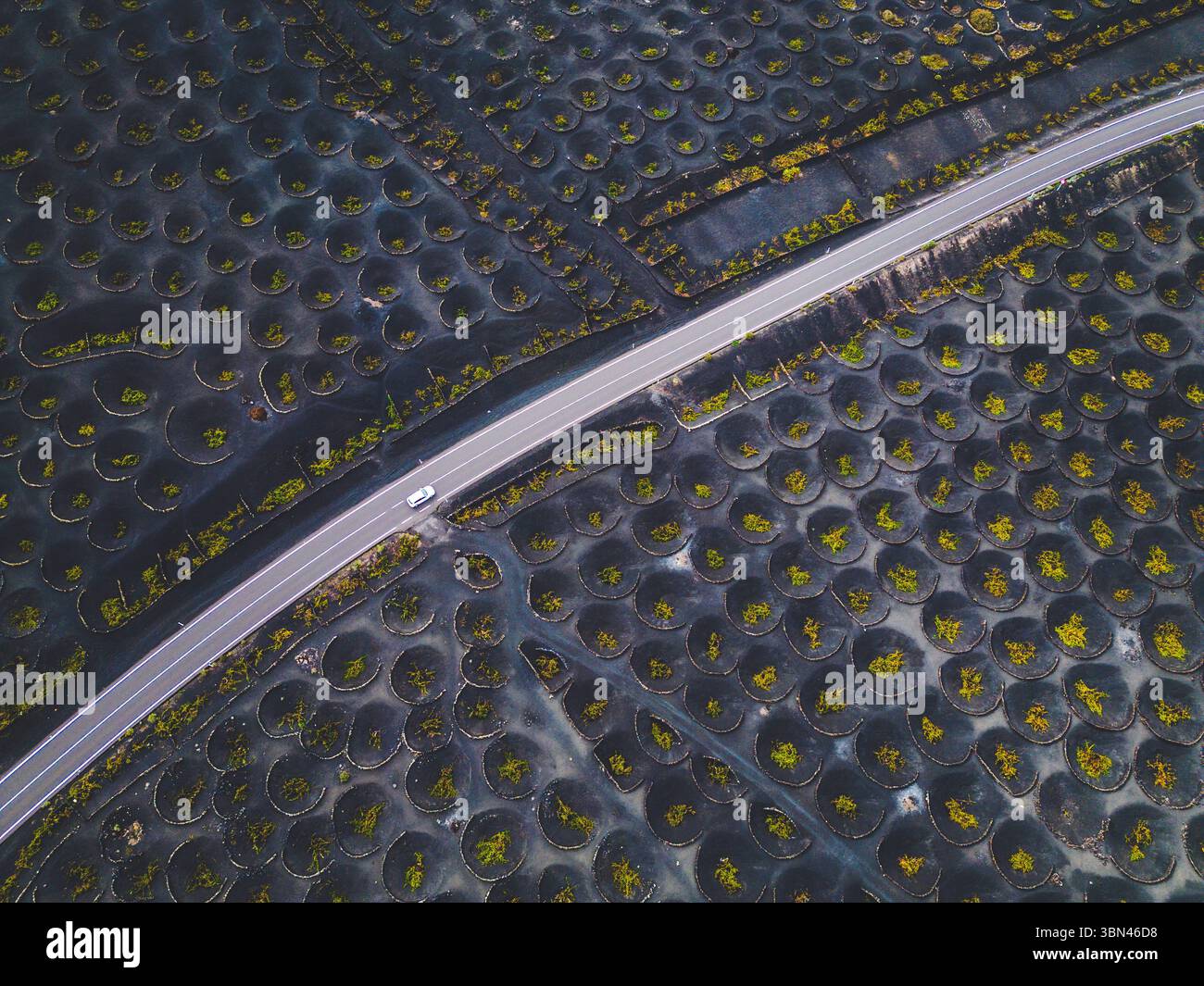 Spanien, Kanarische Inseln, Lanzarote, La Geria, Weinbau Stockfoto