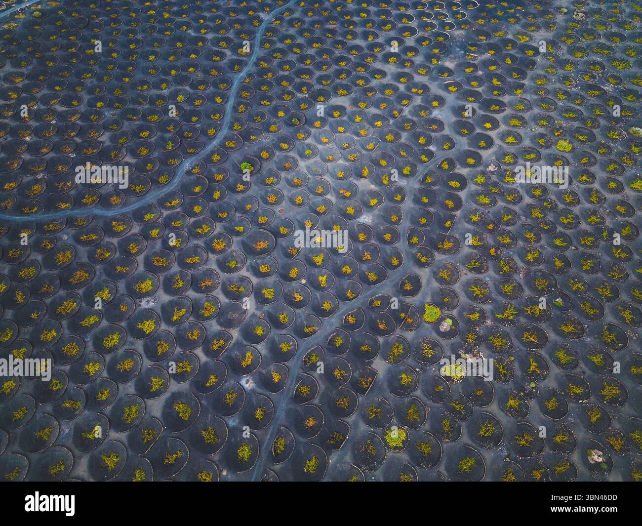 Spanien, Kanarische Inseln, Lanzarote, La Geria, Weinbau Stockfoto