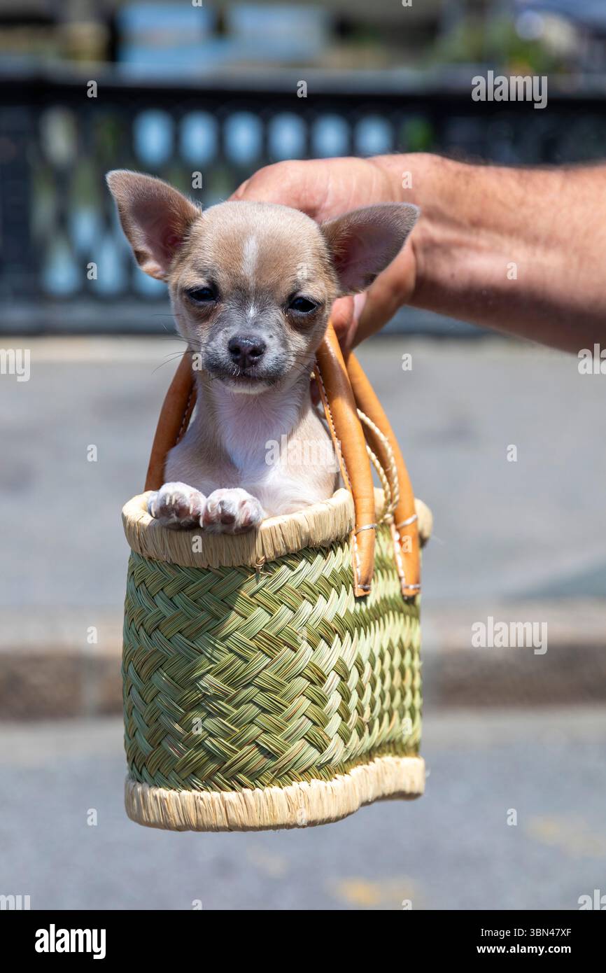 Kleiner Hund in einem Korb, der von einem Mann gehalten wird. Chihuahua Stockfoto