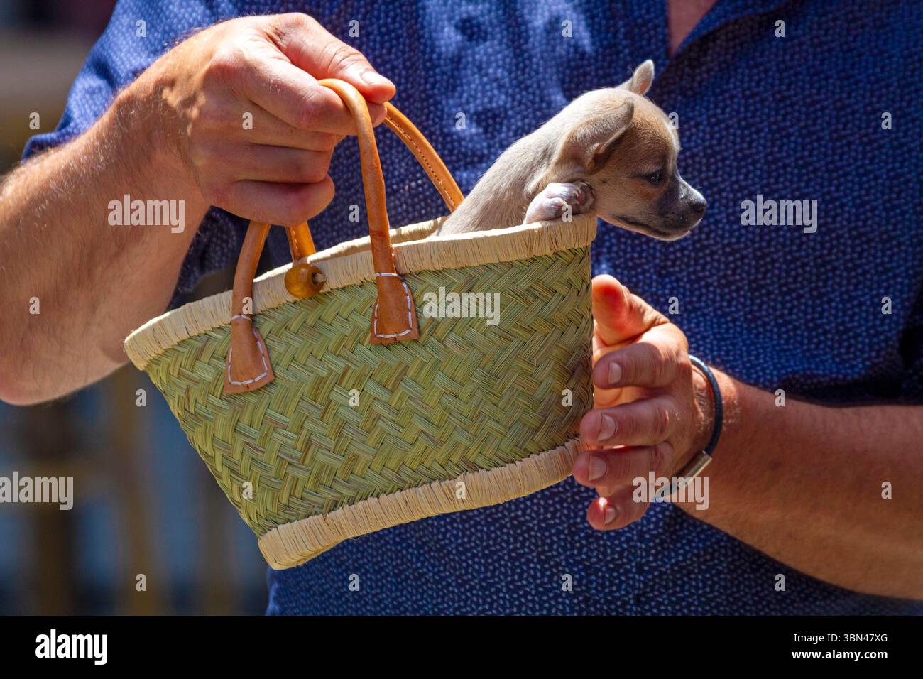 Kleiner Hund in einem Korb, der von einem Mann gehalten wird. Chihuahua Stockfoto