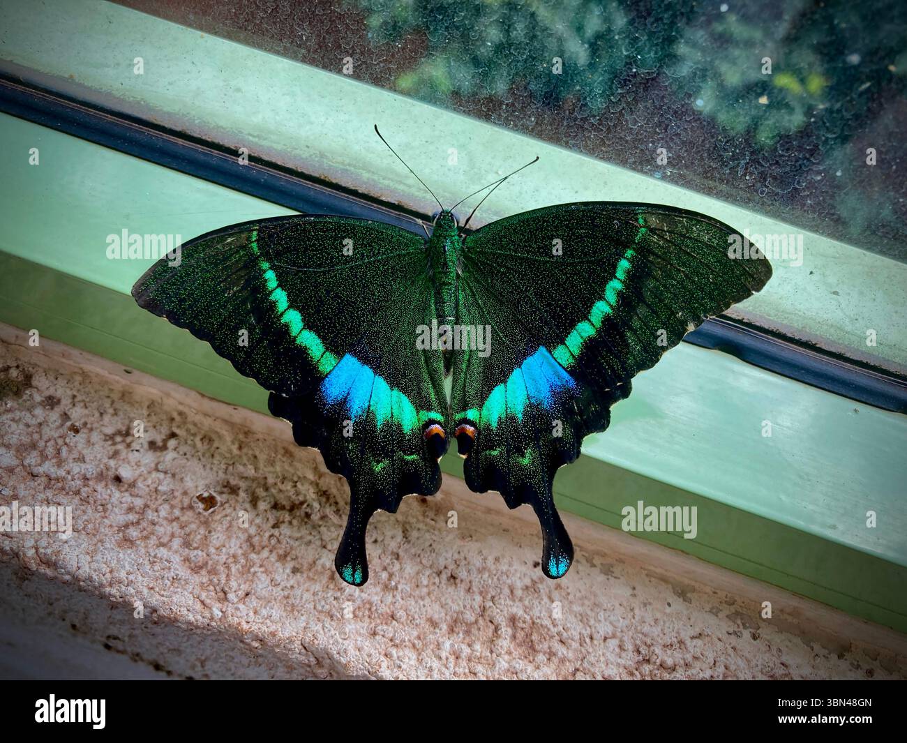 Ein lebendiger Schmetterling mit atemberaubenden Grün- und Blautönen, der auf einem Fenster thront und die komplizierte Schönheit der Natur zeigt. - Smartphone-aufgenommenes Stockfoto