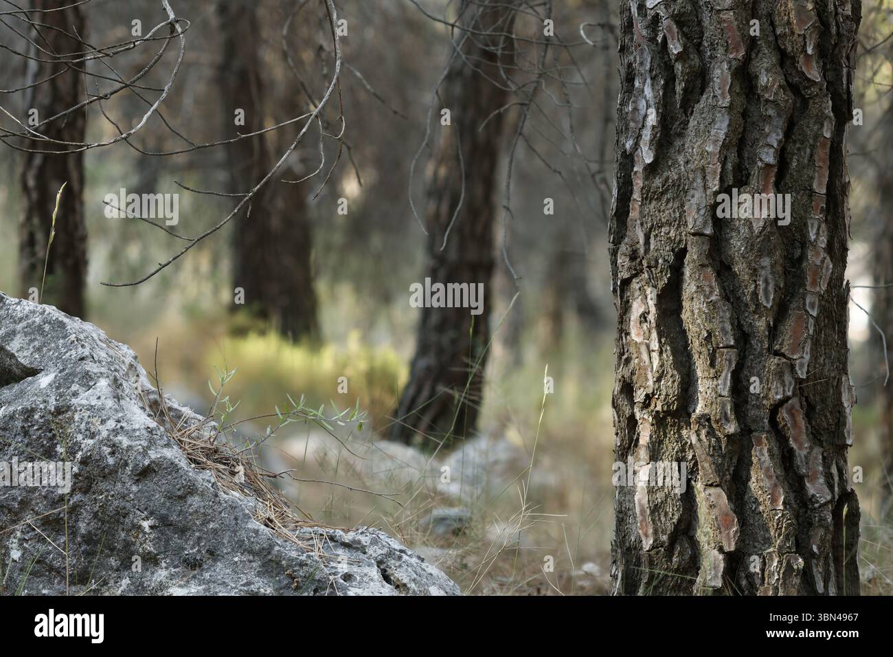 Verschwommener Waldhintergrund, eingerahmt von einem Baum und einem Felsen mit Fokus Stapelung, Alcoy, Spanien Stockfoto