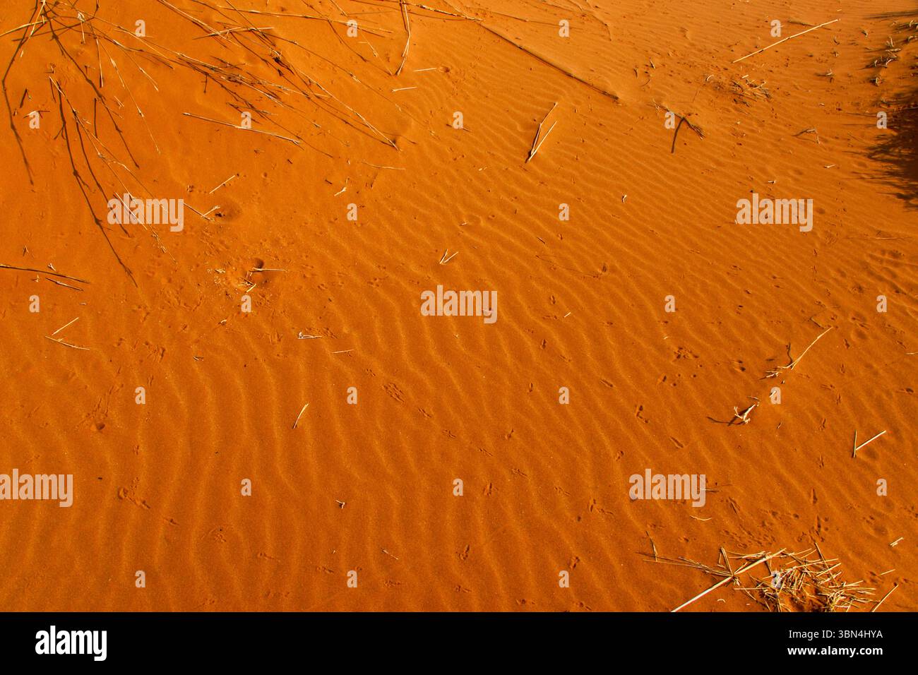 Tierspuren auf dem windgeformten Muster des orangen Sandes in der Namib-Wüste, Namibia Stockfoto