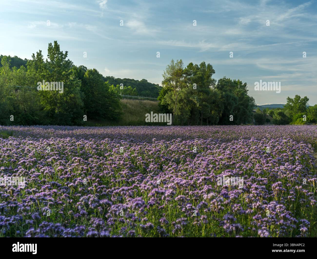 Feld von Phacelia tanacetifolia oder Lacy Phacelia bei Sonnenuntergang. Ländliche Landschaft im Frühling. Warmes seitliches Licht. Blauer Himmel. Landwirtschaftliche Fläche Kostolna, Slowakei Stockfoto