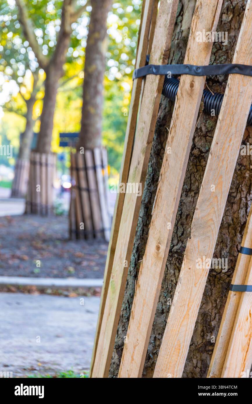 Baumstamm geschützt durch Holzlatten Stockfoto
