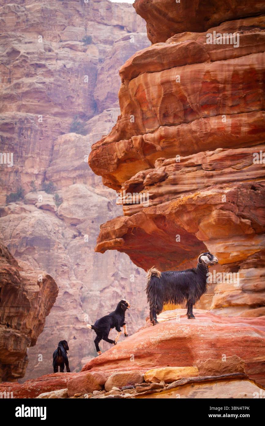 Jordanien, Petra Stockfoto