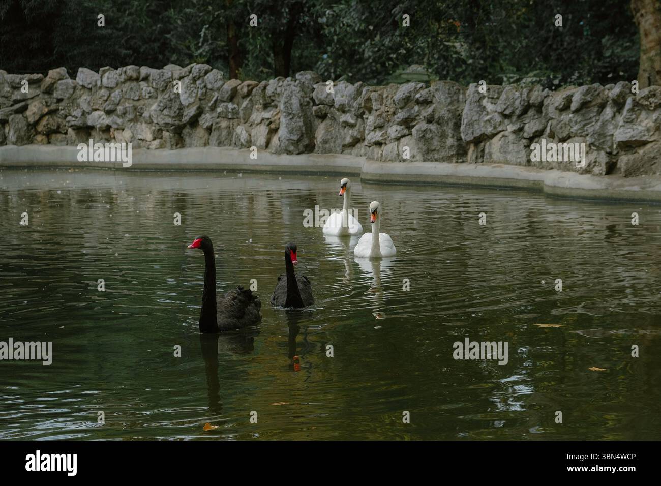 Zwei schwarze Schwäne und zwei weiße Schwäne schwimmen friedlich in einem Teich, umgeben von einer Steinmauer Stockfoto Zwei schwarze Schwäne und zwei weiße Schwäne schwimmen friedlich in einem Teich, umgeben von einer Steinmauer Stockfoto