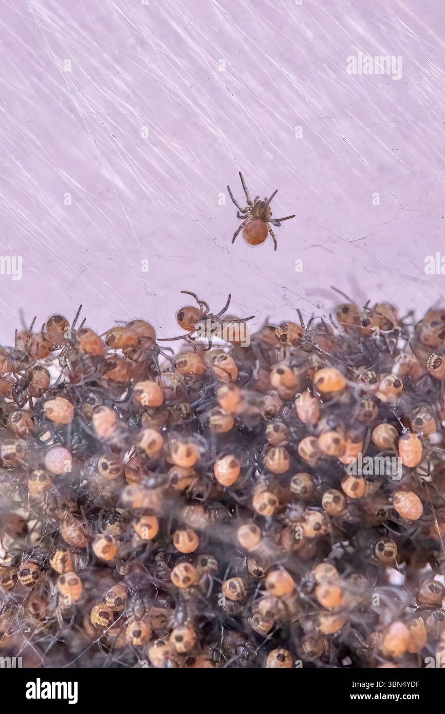 Dieses Bild zeigt die bemerkenswerte mütterliche Netzstruktur eines weiblichen goldenen Orbflechters (Nephila pilipes) und einer Brut von Spinnen in den frühen Stadien Stockfoto