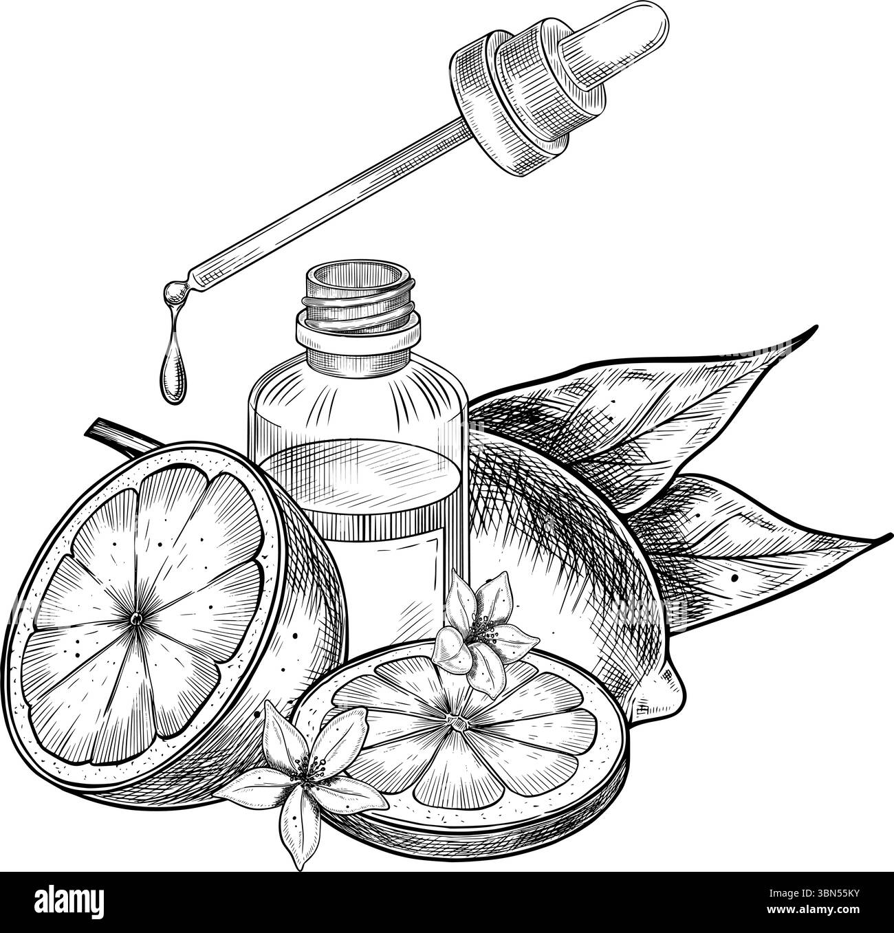 Vektor-Illustration von geschnittenen Zitronen mit Blättern und Blumen. Lineare Zeichnung von Zitrusfrüchten für Rezepte und Kosmetik. Konturgravur mit Glaskampfpipette und Pipette für ätherisches Öl. Stock Vektor