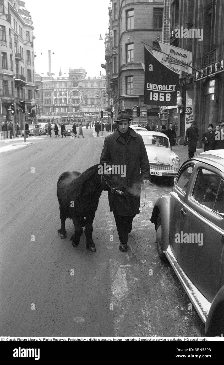 Das kleine Pferd in der Straße 1953. Ein Mann führt ein kleines Pferd auf der belebten Straße Kungsgatan im Zentrum Stockholms ein Opel Rekord 1956 wird auf der Straße geparkt. Im Hintergrund Stureplan mit seiner Fassade mit Neonschildern, war dann der teuerste Ort, um eine Werbung zu platzieren. Stockfoto
