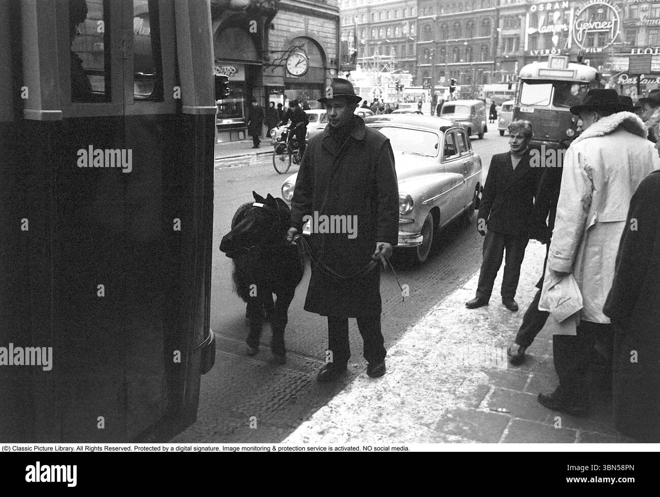 Das kleine Pferd in der Straße 1953. Ein Mann führt ein kleines Pferd auf der belebten Straße Kungsgatan im Zentrum Stockholms Ein Volvo PV 444 wird auf der Straße geparkt. Im Hintergrund Stureplan mit seiner Fassade mit Neonschildern, war dann der teuerste Ort, um eine Werbung zu platzieren. Stockfoto