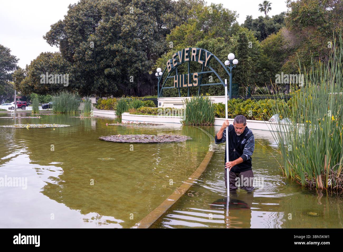 Wartung am Beverly Hills Sign Pond – Ein Mann arbeitet im seichten Wassergarten unter dem berühmten Wahrzeichen von Beverly Hills Stockfoto